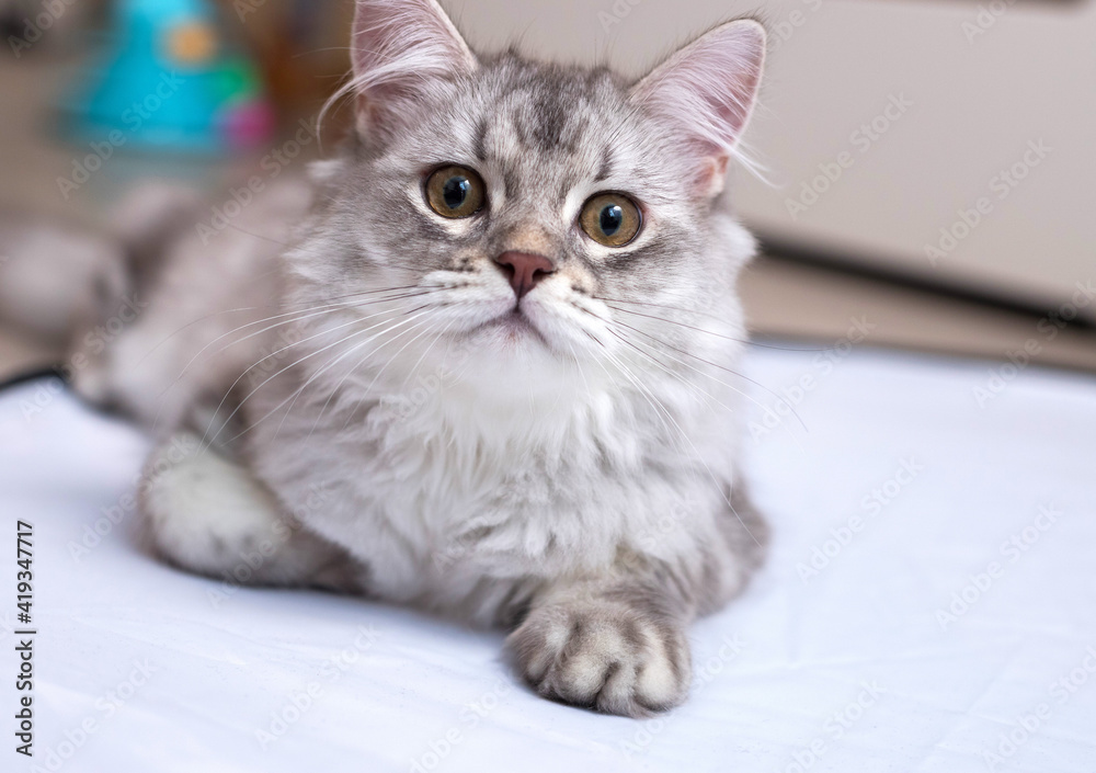 A very beautiful, white and gray kitten of the Scottish breed with brown eyes. He lies thereon on a white and looks on you. Wallpaper, postcard, puzzle, notebook. Soft focus.