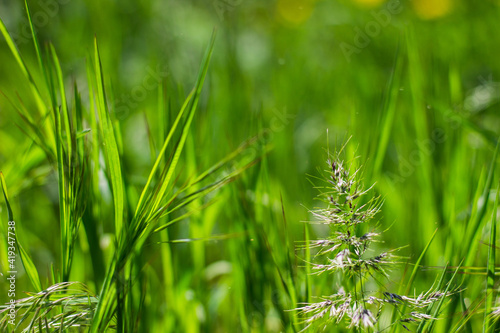 green grass background,
spring background 