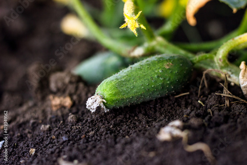 cucumber in the garden, ripe young cucumber, cucumber on the ground