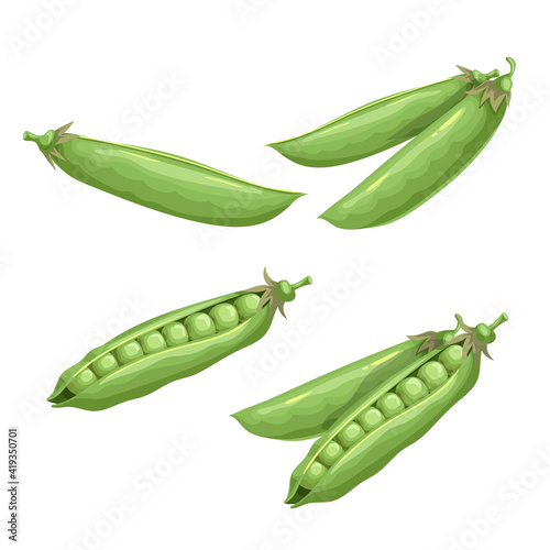 Green peas set. Eco farm fresh food. Sweet green pea pods. Closed and open. Vector illustrations isolated on white.