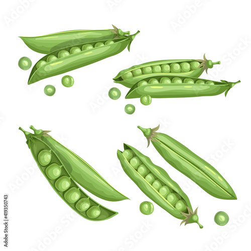 Green peas set. Eco farm fresh food. Sweet green pea pods collection. Closed and open. Vector illustrations isolated on white.