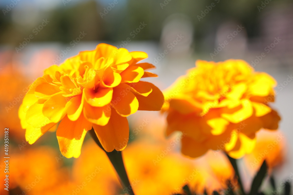 Obraz premium yellow flower in the garden