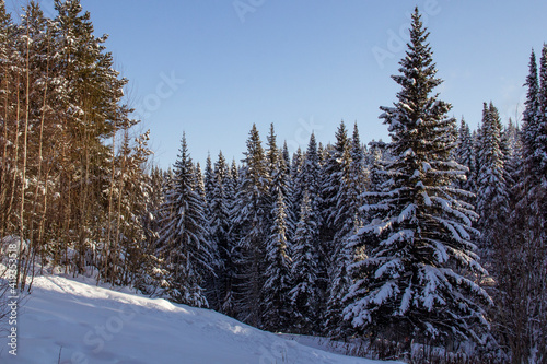 Snowy forest in Khanty-Mansiysk. Snowy forest in early spring in the North Spring forest in the North