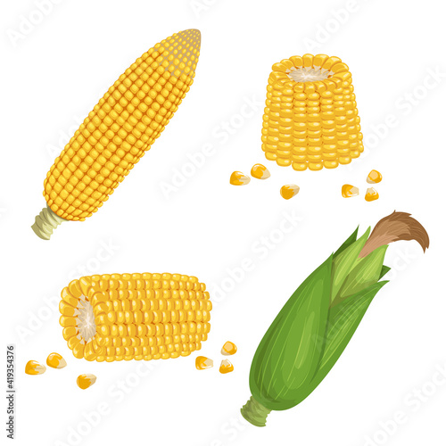 Sweet corn set. Cartoon style. Corn cobs, cuts of corn and seeds. Golden maize collection. Vector illustrations isolated on white.