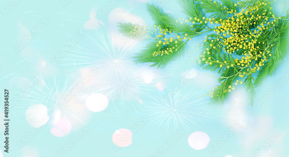 Spring floral background. banner. flowers of yellow mimosa on a light background with bokeh. 