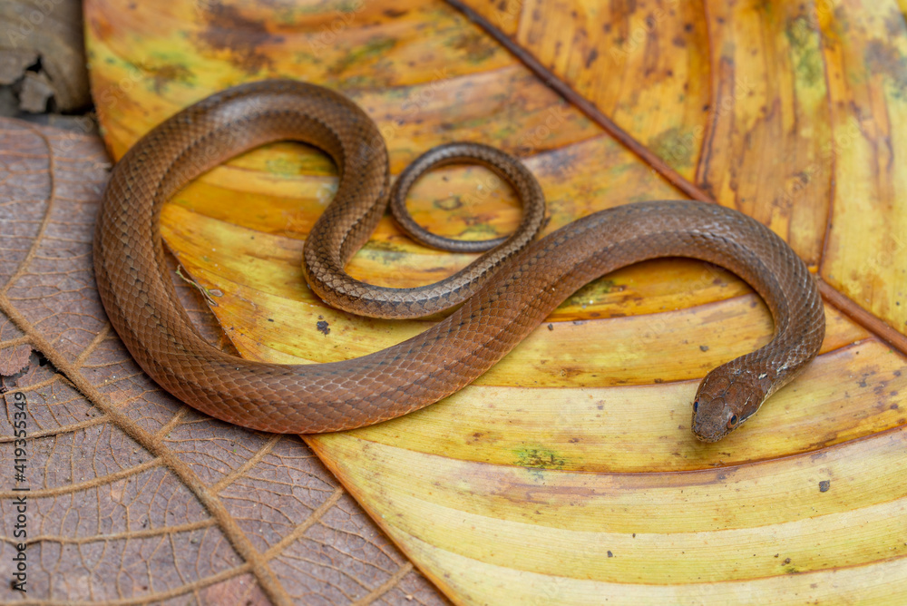 Obraz premium Yellowbelly Snake (Coniophanes fissidens) - Osa peninsula, Costa Rica