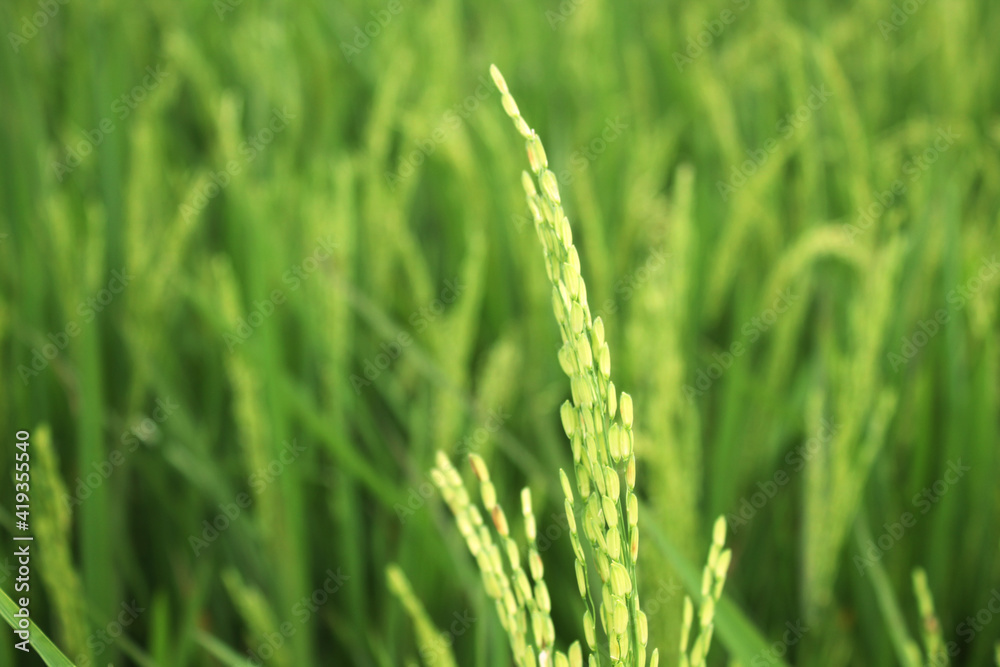 Green rice plants in paddy fields