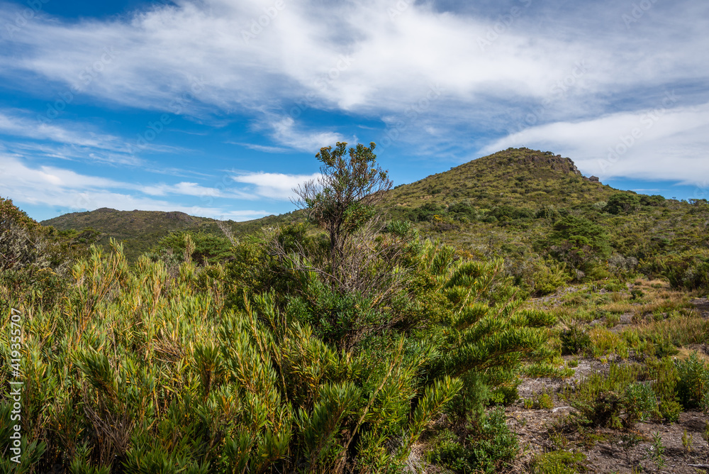 High Altitude Vegetation - Cerro de la Muerte, Costa Rica