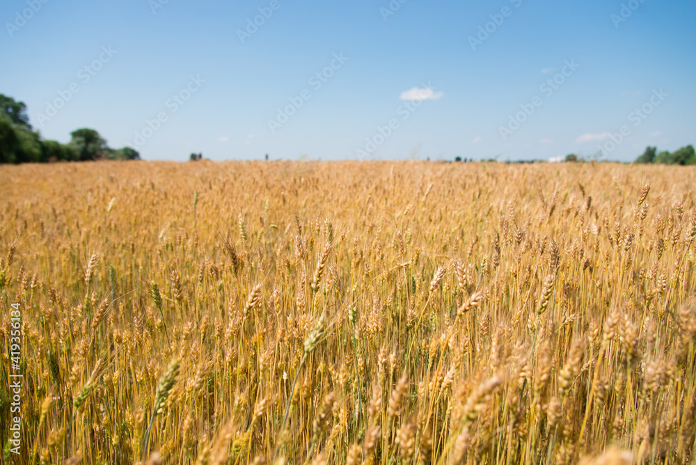 wheat field in the summer wheat field in the summer