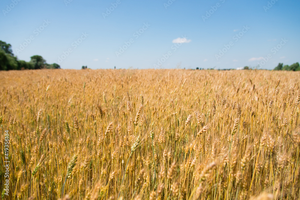 wheat field in the summer