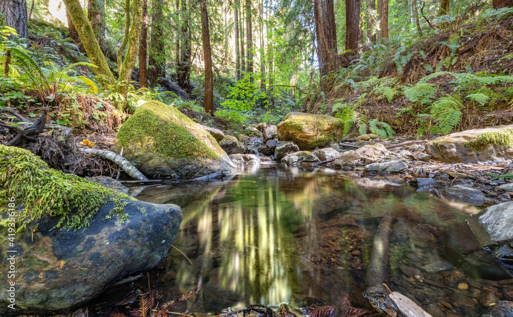 Beautiful landscape, bed of a mountain river with reflection and a stream of clear water in the shade of trees in a California forest Beautiful landscape, bed of a mountain river with reflection and a stream of clear water in the shade of trees in a California forest