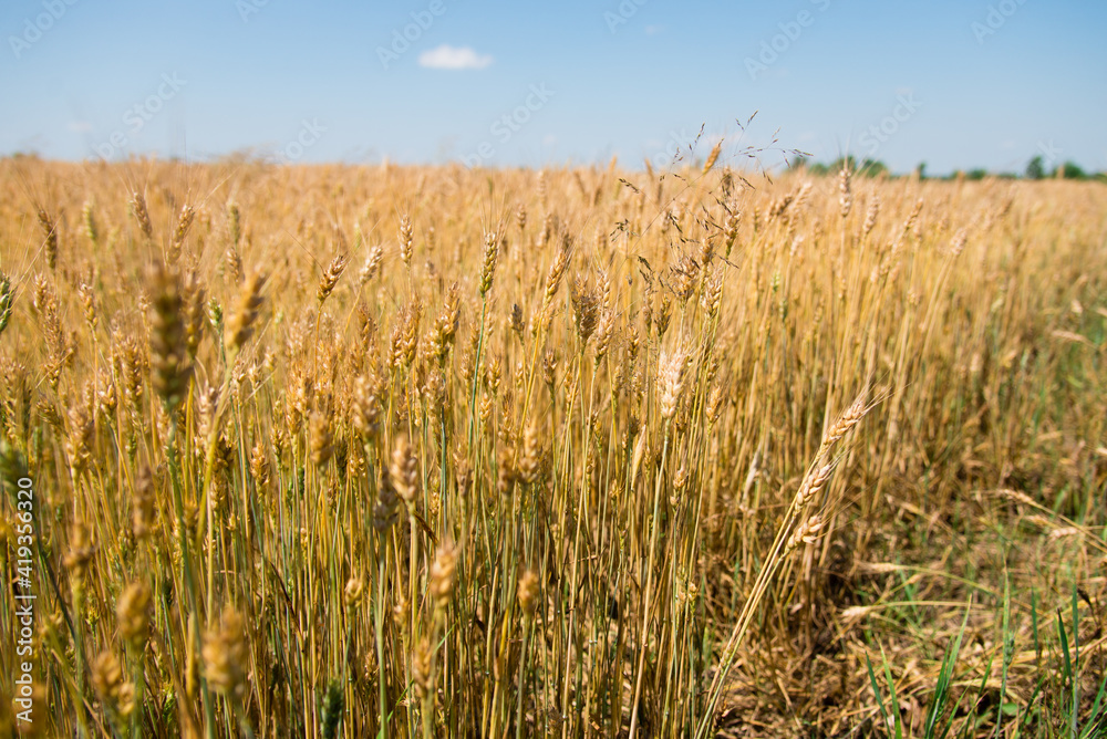 golden wheat field in summer golden wheat field in summer