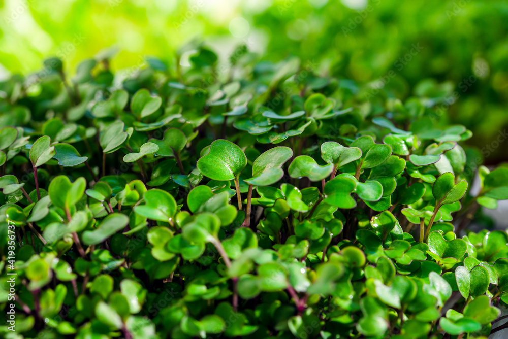 Close-up of the sprouted microgreen kohlrabi in the greenhouse under the sun. Greens for salad. Abstract background. Agroculture. Home gardening. Sprouted seeds. Close-up of the sprouted microgreen kohlrabi in the greenhouse under the sun. Greens for salad. Abstract background. Agroculture. Home gardening. Sprouted seeds.