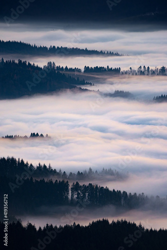 Fototapeta Naklejka Na Ścianę i Meble -  Fog in the Black Forest National Park, Germany
Inversionswetterlage im Nationalpark Schwarzwald