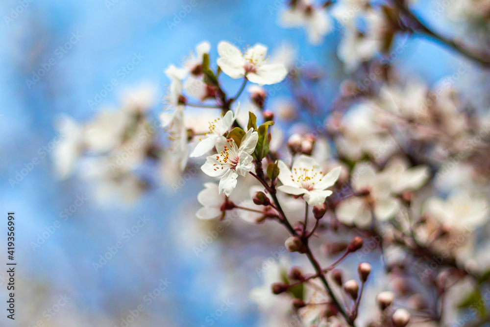 Almond blossom. Spring Flower. Pink pistils. Petals of the almond blossom. Green stem with pink flowers. Tree covered in flowers. Almond tree Almond blossom. Spring Flower. Pink pistils. Petals of the almond blossom. Green stem with pink flowers. Tree covered in flowers. Almond tree