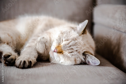 British cat is sleeping on the couch. Cat face close up