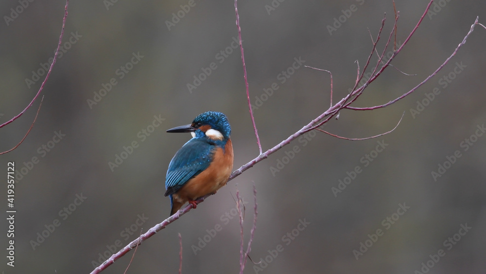 Fototapeta premium Eisvogel
