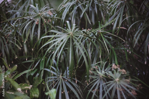 Macro photo of palm leaves, blurred, selective focus.