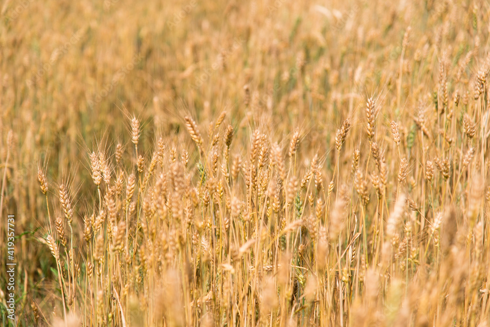 Fototapeta premium golden wheat field in summer