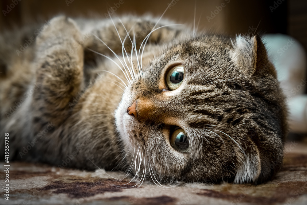 portrait of a cat portrait of a cat