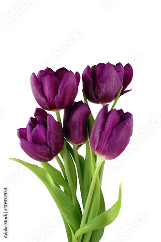 Purple tulips isolated on white background.