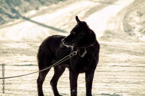 Black big dog walking on a leash