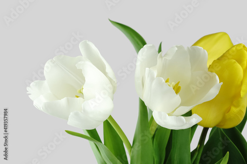Bunch of white and yellow tulips.