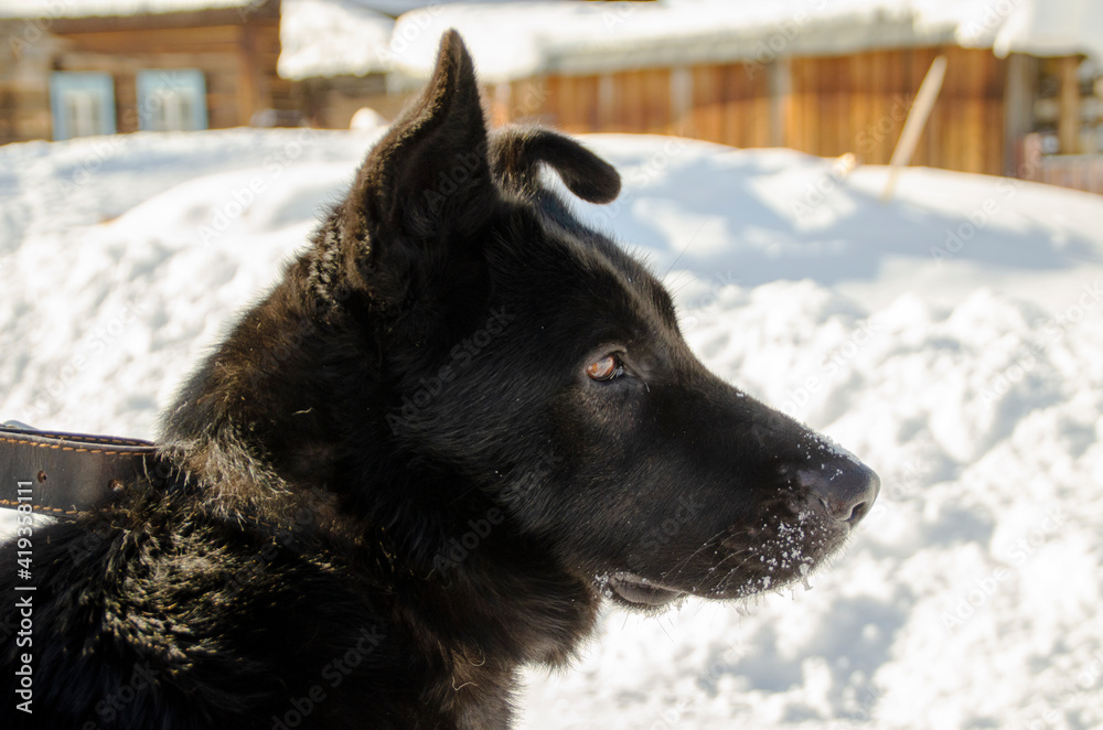 Naklejka premium Black big dog walking on a leash