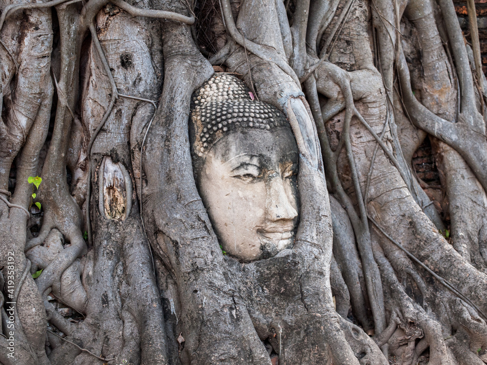Buddha face covered by old tree roots