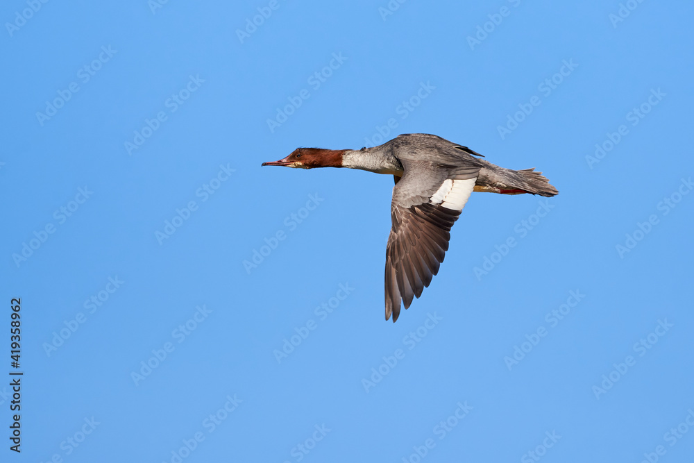 Obraz premium Common merganser or Goosander in flight (Mergus merganser) Female bird