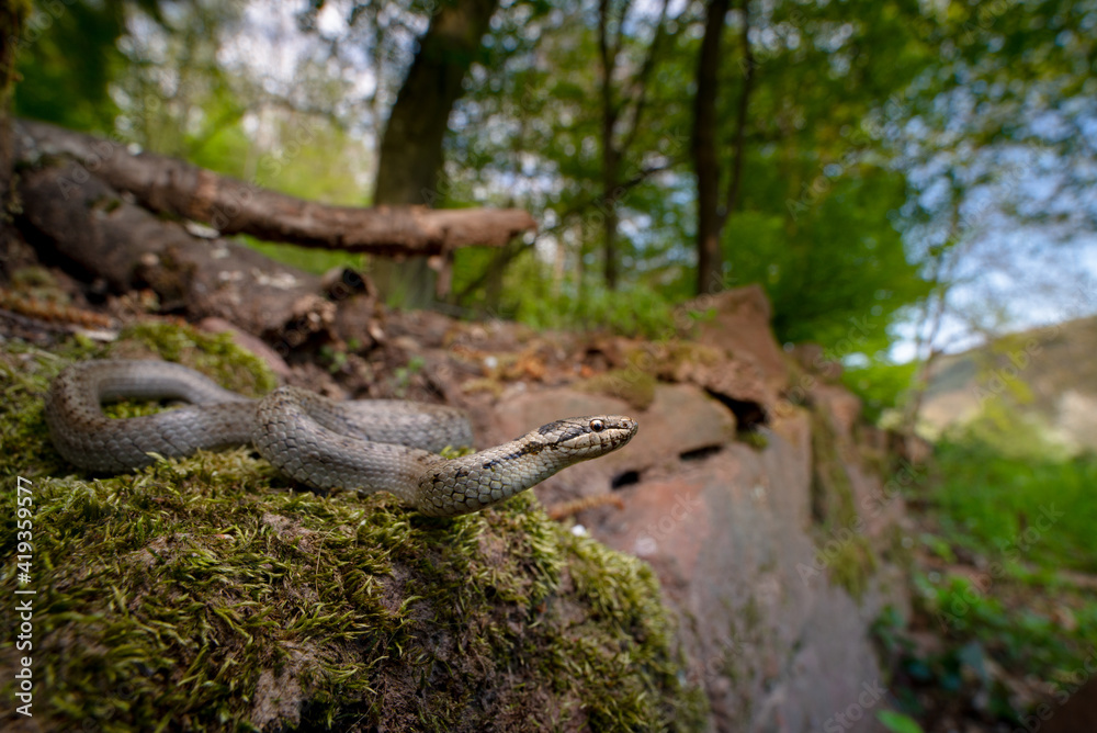Schlingnatter / Smooth Snake (Coronella austriaca) - Baden-Württemberg, Germany