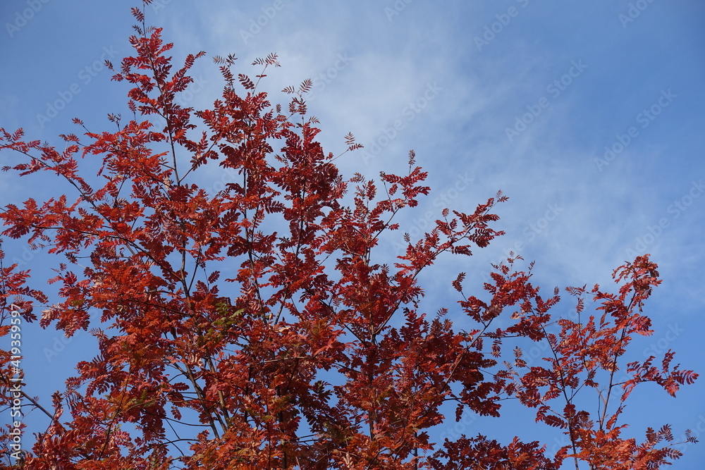 Vibrant red autumnal foliage of rowan against blue sky in mid October Vibrant red autumnal foliage of rowan against blue sky in mid October