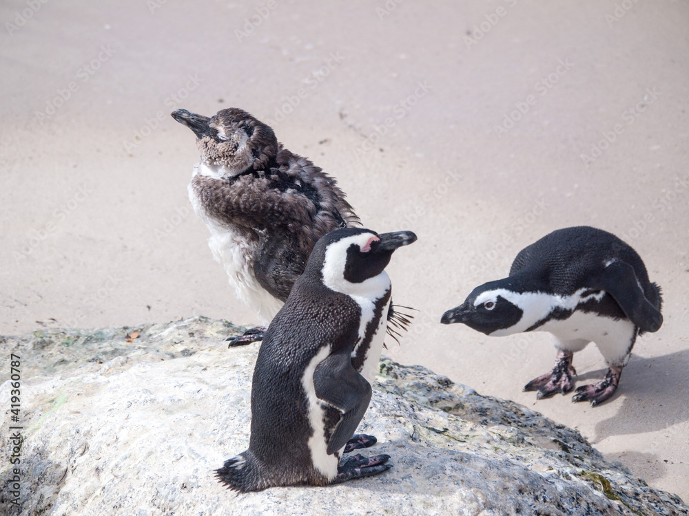 Obraz premium Chick and older penguins in south african penguin colony on Bolder beach near Cape Town