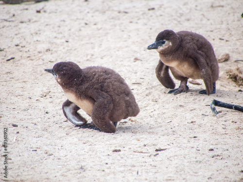 Two newborn penguin chicks on the beach