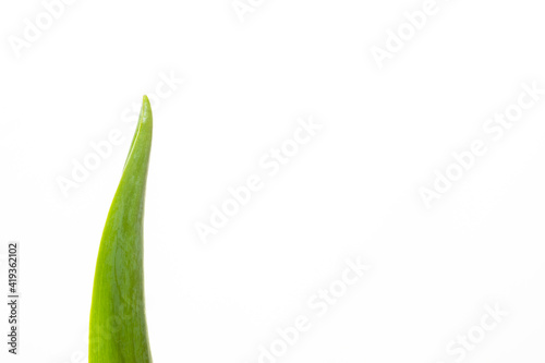 Green leaf of tulip isolated on white background