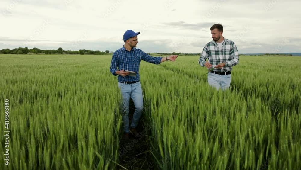 Two young farmers walking in green wheat field examining crop during the day. Two young farmers walking in green wheat field examining crop during the day.