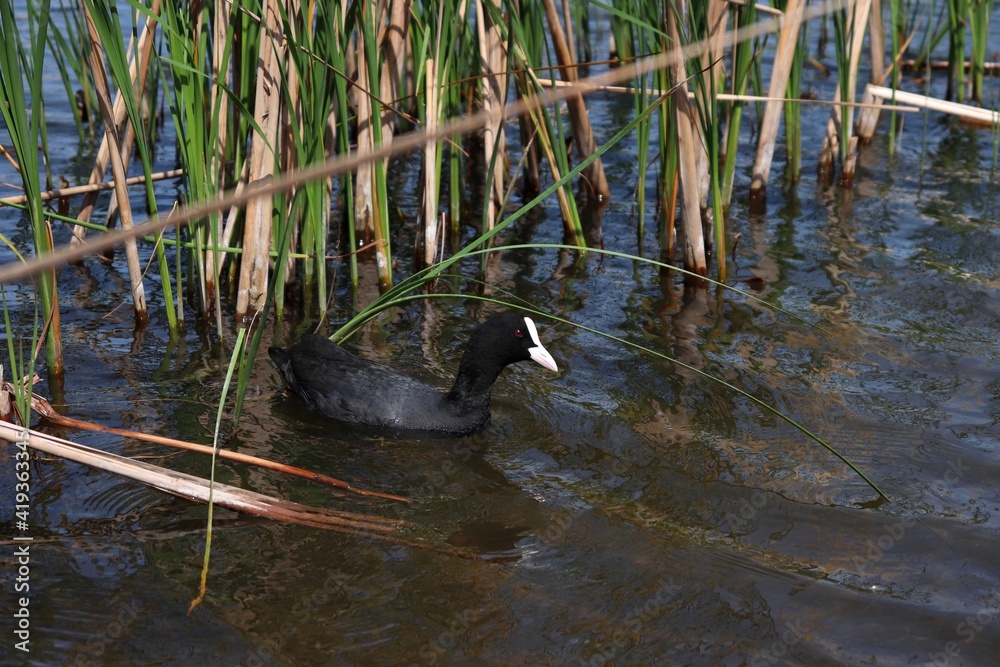 Fototapeta premium Eurasian coot, or common coot, or Australian coot (Lat. Fulica atra) of Rallidae family swimming among reeds. Adult aquatic bird. Black red-eyed waterbird.