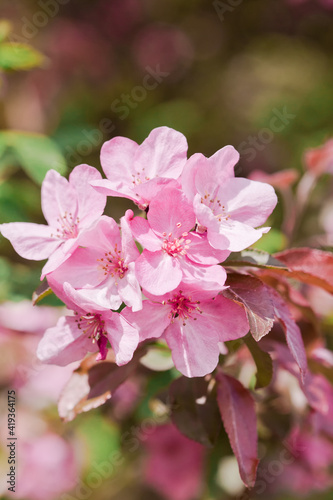 Spring flowers of decorative apple tree