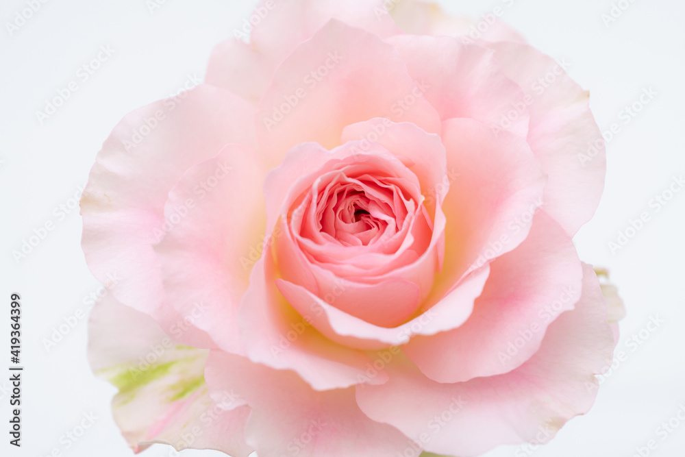 薔薇70