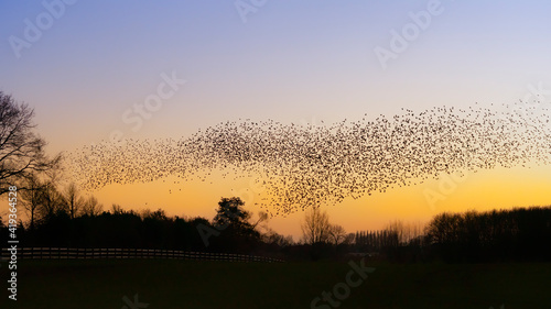 Beautiful large flock of starlings. A flock of starlings birds fly in the Netherlands. During January and February  hundreds of thousands of starlings gathered in huge clouds. Starling murmurations.