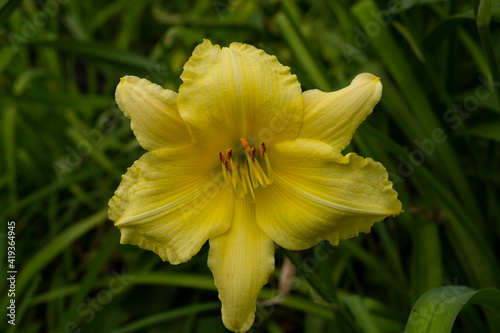 Daylily, flower in the garden, decorativel plant for flower beds. Photo in the natural environment. photo