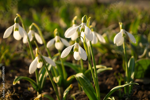 Galanthus woronowii , flower in the garden, ornamental flowerbed plant. Photo in the natural environment. photo