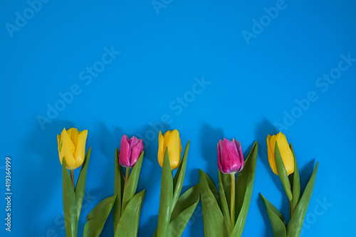 detailed red and yellow tulip petals  mothers day or easter tulip floral background  spring tulip flower on blue background
