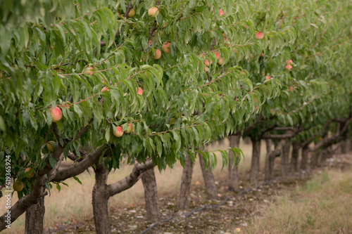 Branch of peach tree. peach harvest