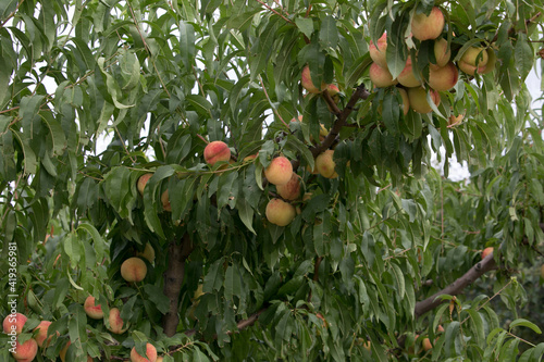 Peach harvest. Ripe sweet peach fruits growing on a peach tree branch. 
