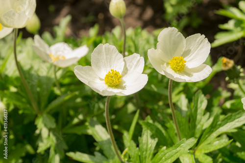 Anemone flower in the garden  ornamental flowerbed plant