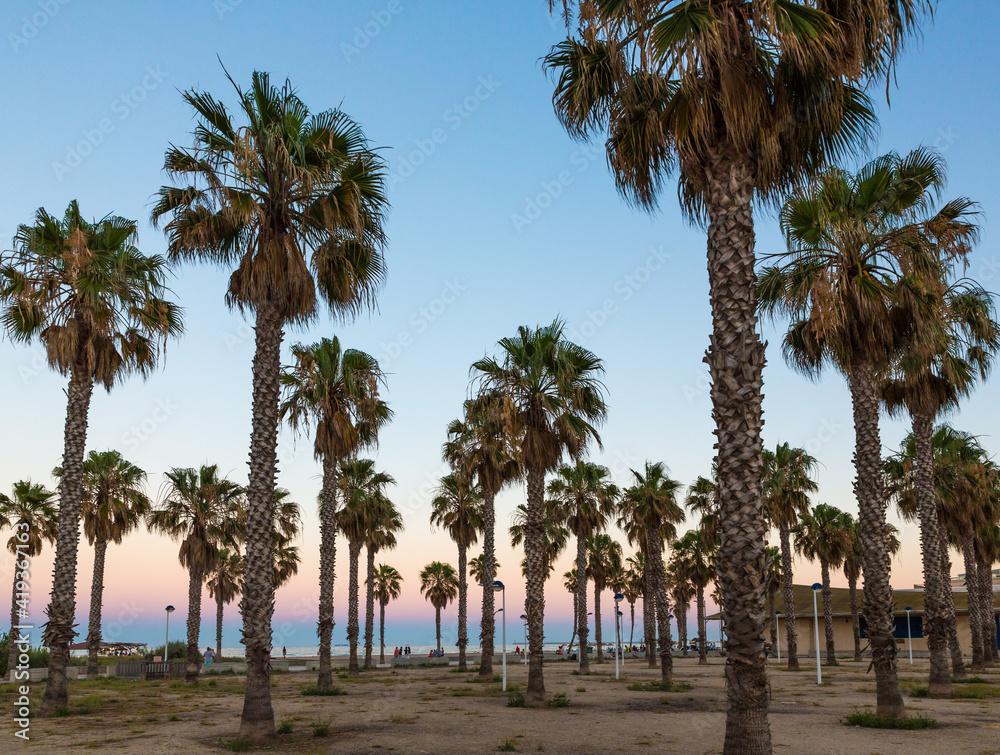 Palm trees at the Patacona beach at sunset near the city of Valencia