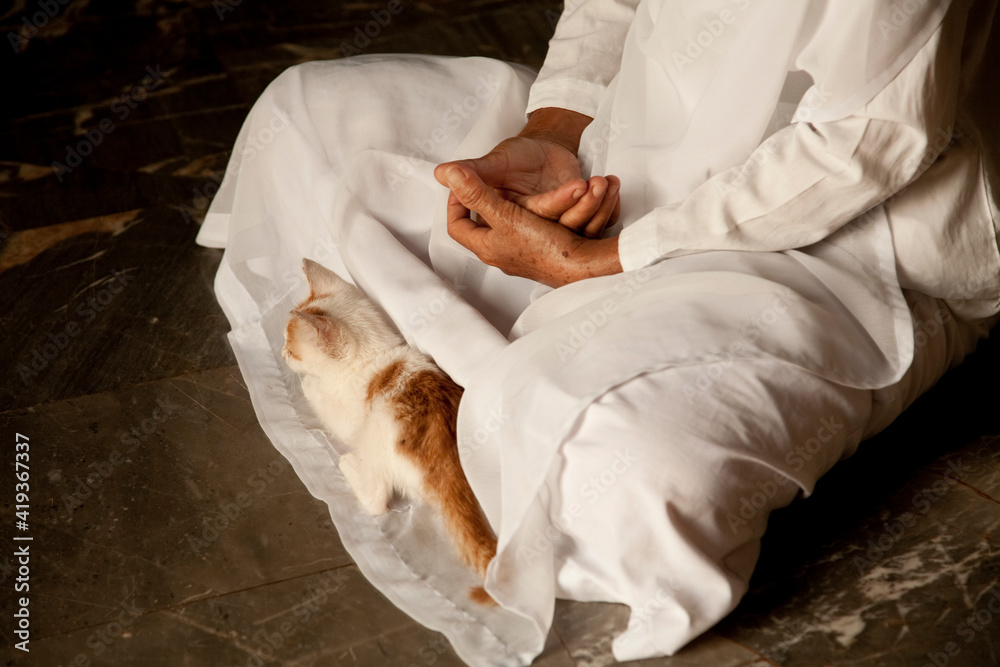 Fototapeta premium Cat with yogi