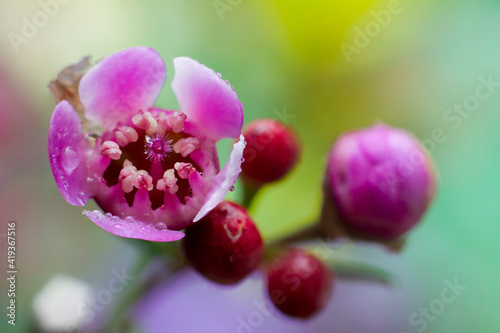 Macrofotograf  a de una flor de cera