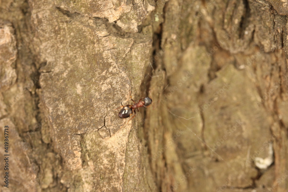 ant on the ground ant on the ground